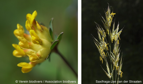 Anthyllis Bromus.png