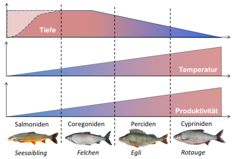 Datei:Abbildung 4 Vereinfachte Darstellung der alpinen Seetypen mit den dominierenden taxonomischen.png