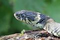 nutmeg66 5782258787 17d43f6c32 b-Natrix natrix CC BY-NC-ND 2.0 400px.jpg