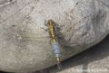 Orthetrum cancellatum juv m zg 96.jpg