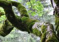 Bergahorn Epiphyten Tayloria.JPG