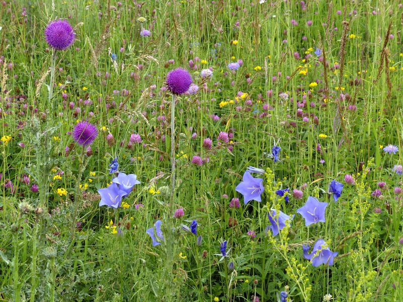 Datei:meadow-176006 1920 Hans Magerwiese CC.jpg