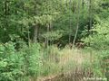 6.1.1 Erlen-Bruchwald Alnion glutinosae Waldg44 004 96 dpi.jpg