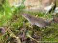 Crocidura russula 8, Huisspitsmuis, Saxifraga-Rudmer Zwerver.jpg