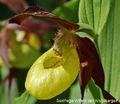 Cypripedium calceolus 53, Vrouwenschoentje, Saxifraga-Willem van Kruijsbergen 96 dpi.jpg