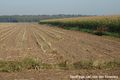 NL, Noord Brabant, Alphen-Chaam, Gilzensche Heide 2, Saxifraga-Jan van der Straaten 96 dpi.jpg