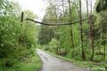 Haselmaus Haselmausbrücke Winterthur 96 dpi.JPG