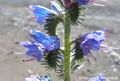 Natternkopf Echium vulgare HM zg 96 dpi .jpg
