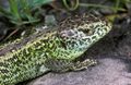 AK 15751-b Lacerta agilis 400px..jpg