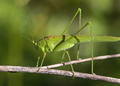 juan e 1280px-Phaneroptera falcata male Wikipedia CC BY-SA 2.0 klein.png