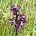 Orchis morio 96 dpi.JPG