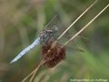 Orthetrum coerulescens 1, Beekoeverlibel, male, Saxifraga-Willem Jan Hoeffnagel 96 dpi.jpg