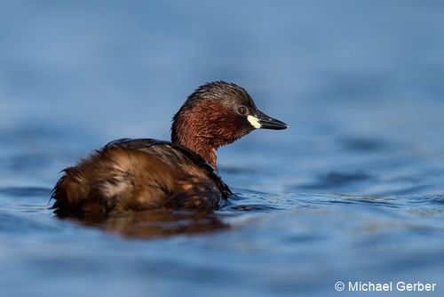 tachybaptus ruficollis 038 96 dpi.jpg