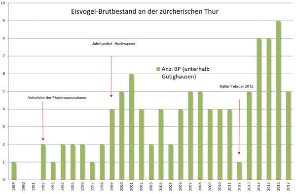 Griesser Grafik Eisvogel Thur.GIF