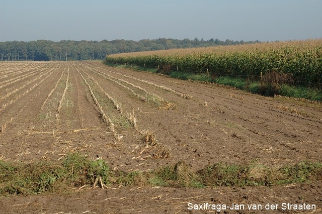 Fichier:NL, Noord Brabant, Alphen-Chaam, Gilzensche Heide 2, Saxifraga-Jan van der Straaten 96 dpi.jpg