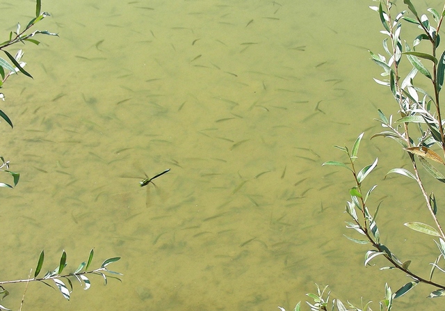 Fichier:20 Lehmweiher mit Fischen und Anax imperator.Rüti Eschenbach.HWildermuth.DSCN2219 96 dpi.jpg