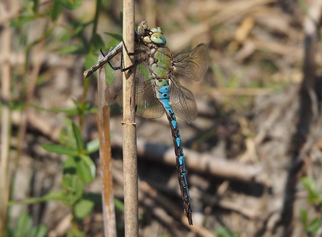 Fichier:14 Anax imperator mit S.striolatum w aus Tandem in Luft gefangen.14.9.2016.H.Wildermuth.P9141866 96 dpi.jpg