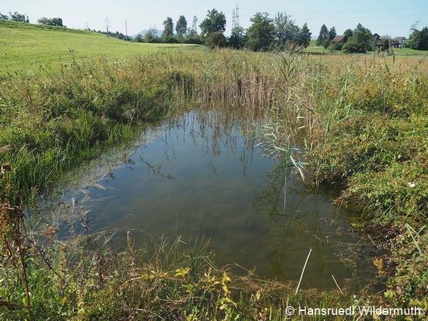 Weiher Hüsliried Hälftig gepflegt (Schilf entfernt).30.08.2019.HW.P8305108 96 dpi.jpg