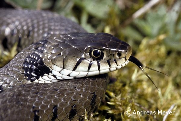 Ringelnatter Natrix natrix Portrait 1 96 dpi.jpg