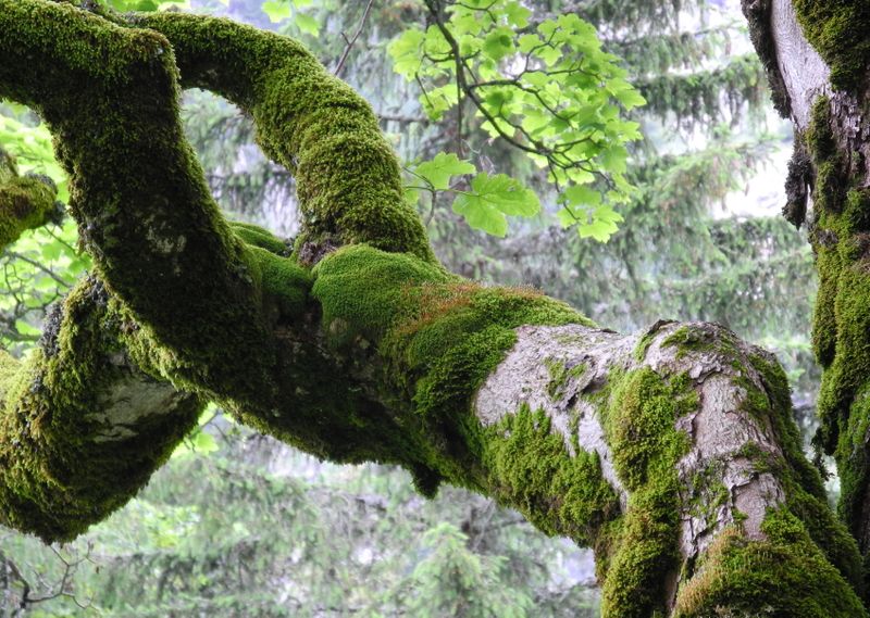Fichier:Bergahorn Epiphyten Tayloria.JPG