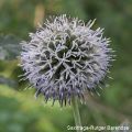 Echinops sphaerocephalus 3, Beklierde kogeldistel, Saxifraga-Rutger Barendse 96 dpi.jpg