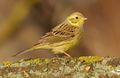 Ján Svetlík 13155579604 918fc03b2e b-Emberiza citrinella CC BY-NC-ND 2.0 klein.jpg