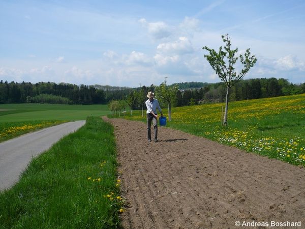 Ansaat eines gefrästen Streifens mit artenr autochth Saatgut 96 dpi.JPG