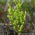 Botrychium multifidum 2, Saxifraga-Rutger Barendse 96 dpi.JPG