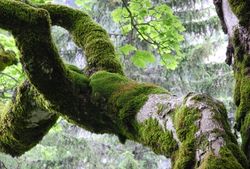 Bergahorn Epiphyten Tayloria klein.JPG