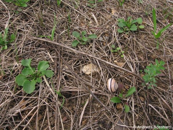 Mahdgutuebertr Keimungsphase mit ebenfalls uebertragener Trockenwiesenschnecke 96 dpi.jpg