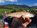 pascal vonlanthen Seesaibling aus dem Sarnersee 96 dpi.jpg