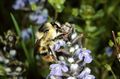 AK 08147 Bombus sylvarum klein.jpg