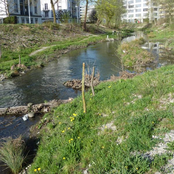 Fichier:Chriesbach ZH rev Foto Aqua Viva .JPG