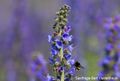 Echium vulgare 26, Slangenkruid, Saxifraga-Bart Vastenhouw 96 dpi.JPG