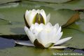 Nymphaea alba 3, Witte waterlelie, Saxifraga-Bart Vastenhouw 96 dpi.jpg