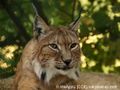 lynx-414730 1920 96 dpi zs.jpg