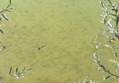 20 Lehmweiher mit Fischen und Anax imperator.Rüti Eschenbach.HWildermuth.DSCN2219 96 dpi.jpg