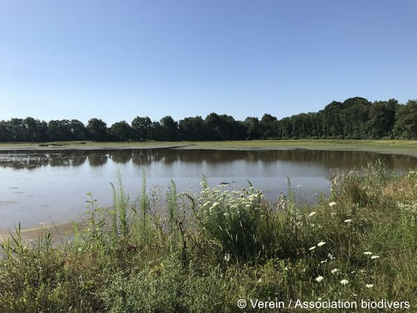 Verein biodivers Weiher Dombes 2 96 dpi.JPG