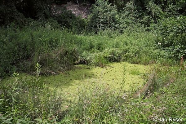 Weiher Wasserlinsen JanRyser 96 dpi.jpg